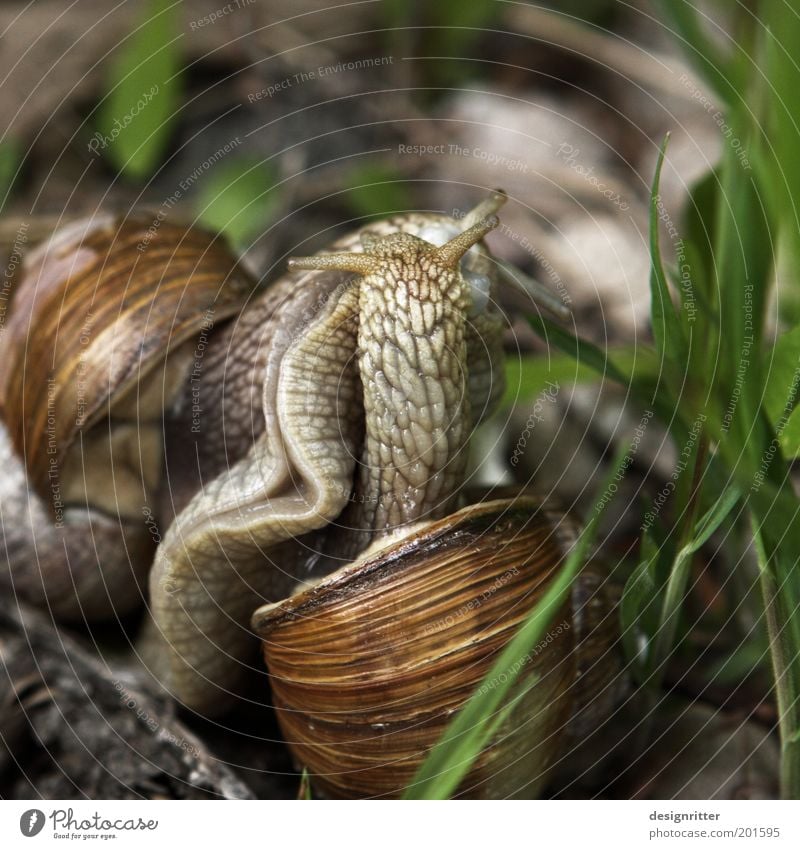 Kein Quicky Garten Wiese Schnecke Weinbergschnecken Schneckenschleim Schneckenhaus Tierpaar Brunft berühren Küssen Tanzen Umarmen Ekel kuschlig natürlich