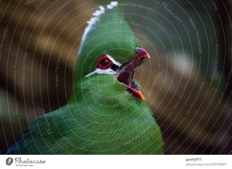 Was geht ab??? Umwelt Natur Sommer Garten Südafrika Afrika Tier Wildtier Vogel Tiergesicht Flügel Fell Zoo Schnabel 1 beobachten Kommunizieren schreien