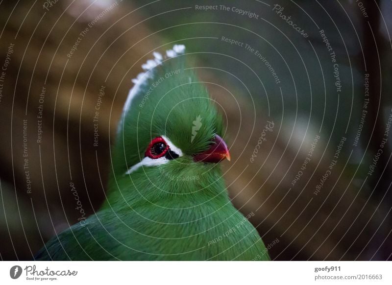 Beobachten!!! Kopf Gesicht Auge Umwelt Natur Frühling Sommer Garten Park Afrika Menschenleer Afro-Look Tier Nutztier Wildtier Vogel Tiergesicht Flügel Fell Zoo