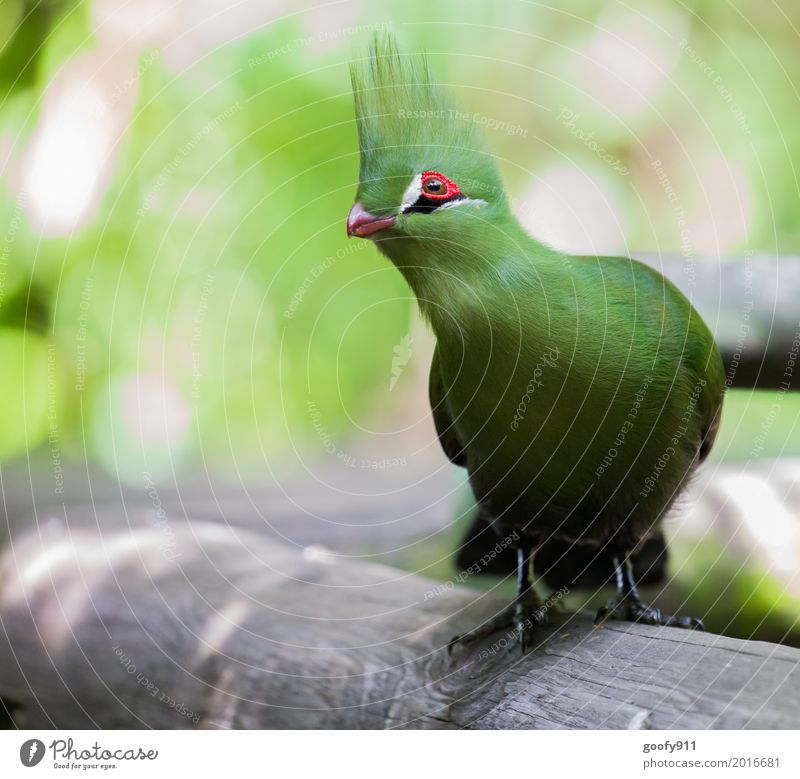 Helmturako Umwelt Natur Landschaft Frühling Sommer Garten Park Afrika Tier Wildtier Vogel Tiergesicht Flügel Fell Krallen Fährte Zoo 1 beobachten Bewegung Blick