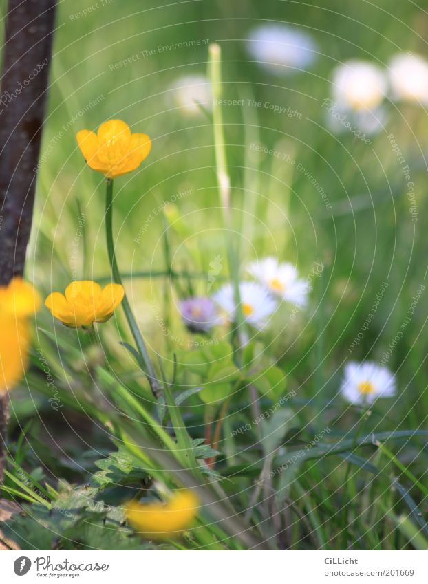 Frosch Perspektive Umwelt Natur Pflanze Frühling Sommer Blume Gras Blüte Grünpflanze Garten Wiese ästhetisch gelb grün weiß Zufriedenheit Lebensfreude