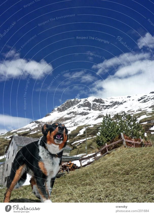 hundewetter Ferien & Urlaub & Reisen Tourismus Ausflug Expedition Sommer Schnee Berge u. Gebirge wandern Himmel Frühling Schönes Wetter Felsen Alpen