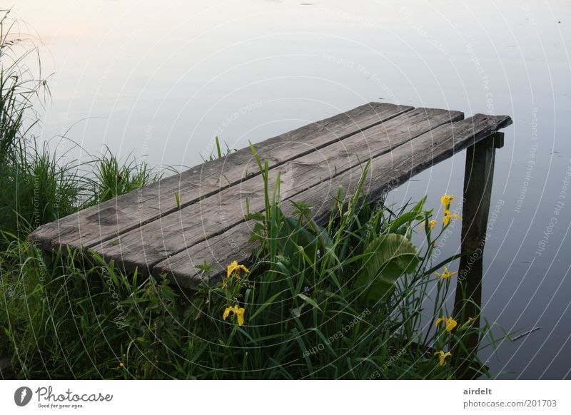 Steg Natur Landschaft Pflanze Wasser Sommer Gras See Frühlingsgefühle Farbfoto Außenaufnahme Menschenleer Tag Totale Idylle ruhig grün