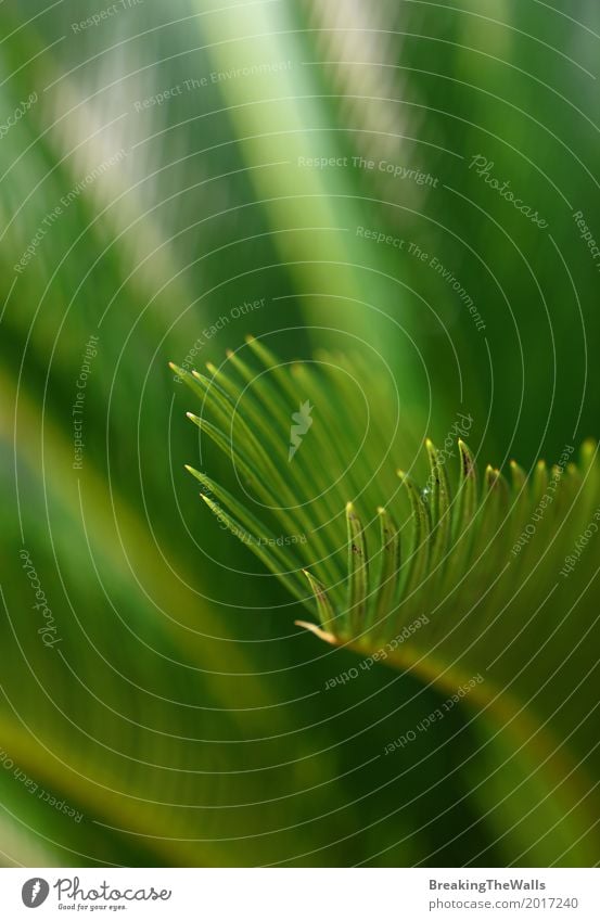 Abschluss oben von Cycasgrünblättern Natur Pflanze Frühling Baum Blatt Grünpflanze exotisch Garten ästhetisch eckig schön natürlich stachelig Farbe Tanne Zykas