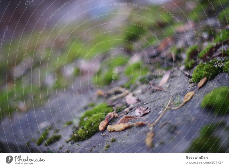 Ohne Moos nix los Natur Pflanze Urelemente Fassade Geländer nah weich Farbfoto Außenaufnahme grün Tag