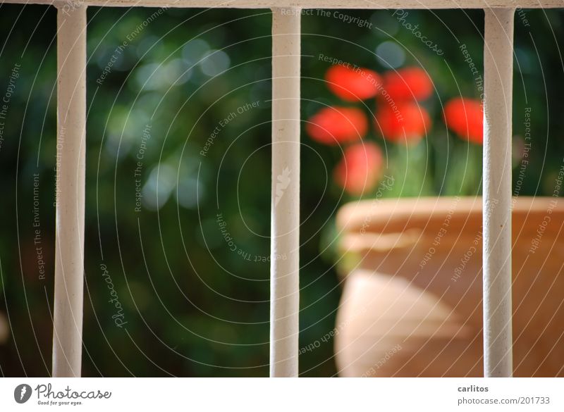 Ausblick Sonnenlicht Frühling Topfpflanze Fenster Gitter Blühend leuchten Wärme grün rot Sicherheit Schutz ästhetisch Symmetrie Trennung parallel Terrakotta