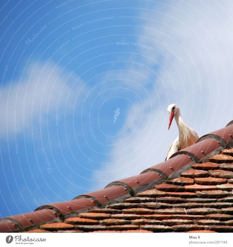 ich komm am 3.10. Haus Natur Himmel Schönes Wetter Dach Tier Wildtier Vogel warten Gefühle Glück Vorfreude Storch schwanger Märchen Nest brütend Farbfoto