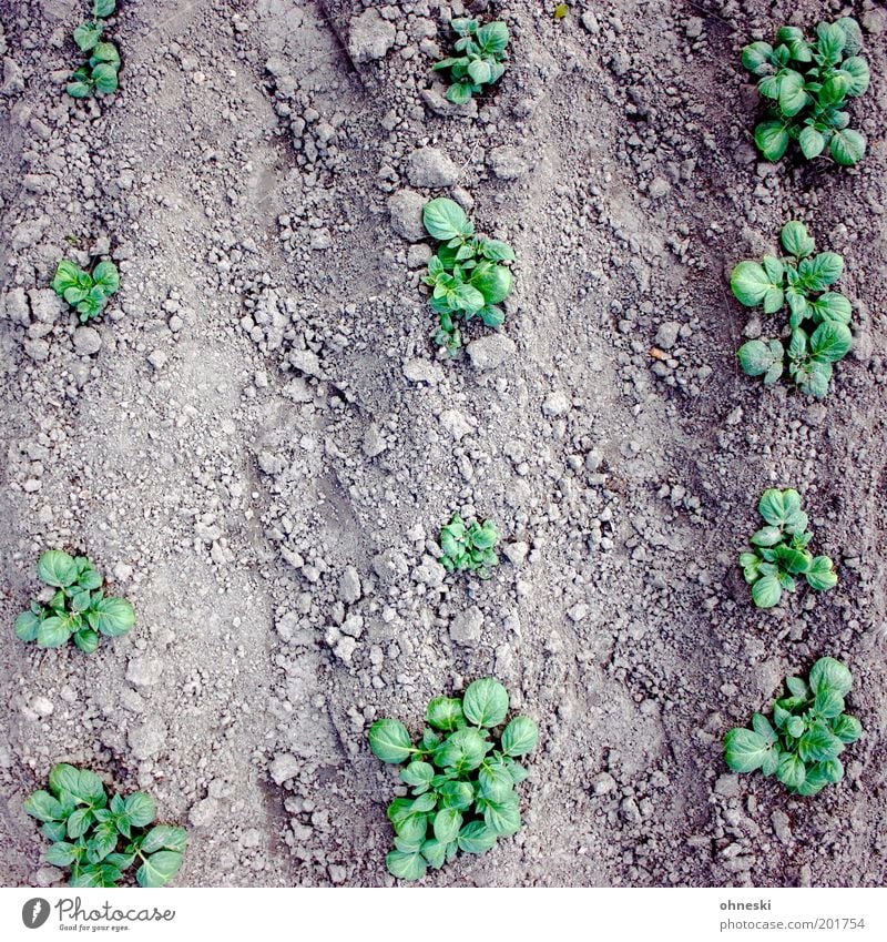 Gemüsegarten Umwelt Natur Pflanze Blatt Nutzpflanze Kartoffelacker Kartoffeln Garten Feld natürlich grün Bioprodukte Biologische Landwirtschaft Ackerbau anbauen