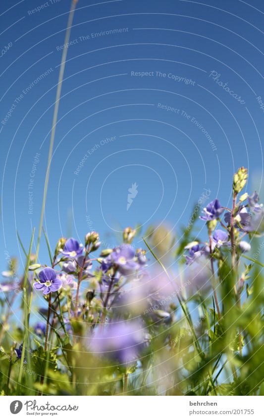 männertreu und frauenbiss Umwelt Natur Landschaft Pflanze Frühling Sommer Klimawandel Schönes Wetter Blume Gras Blüte Wiese Feld Frühlingsgefühle Begeisterung