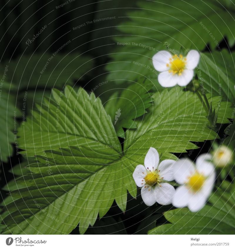 Vorfreude.... Umwelt Natur Pflanze Frühling Blatt Blüte Nutzpflanze Erdbeeren Garten Blühend Wachstum ästhetisch natürlich gelb grün weiß schön Idylle