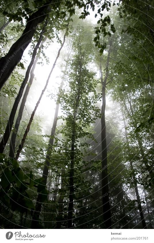 Bäume im Nebel Umwelt Natur Landschaft Pflanze Sonnenlicht Frühling Klima Wetter schlechtes Wetter Regen Baum Grünpflanze Wildpflanze Ast Zweig Geäst Wachstum