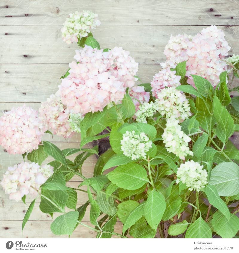 Hortensie Stil Dekoration & Verzierung Pflanze Frühling Sommer Blume Blatt Blüte Topfpflanze hell schön zart Hortensienblüte Hortensienblätter Blütenpflanze