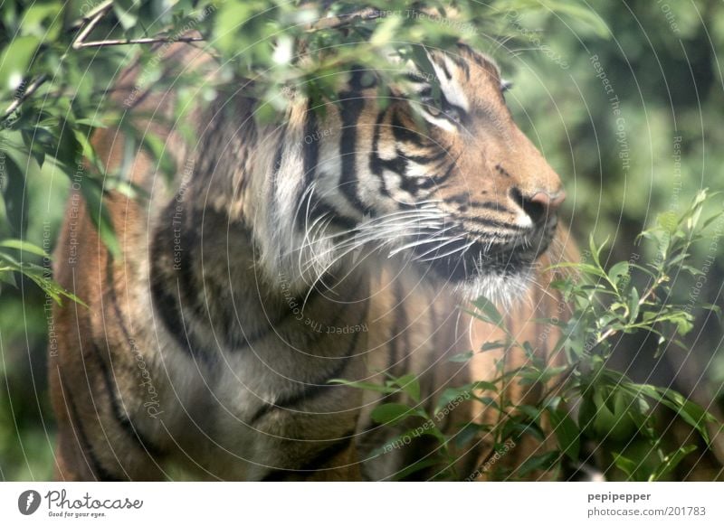 aussterbende spezies Pflanze Urwald Tier Wildtier Katze Tiergesicht Fell Fährte Zoo 1 Jagd bedrohlich muskulös braun grün Angst gefräßig gereizt Farbfoto