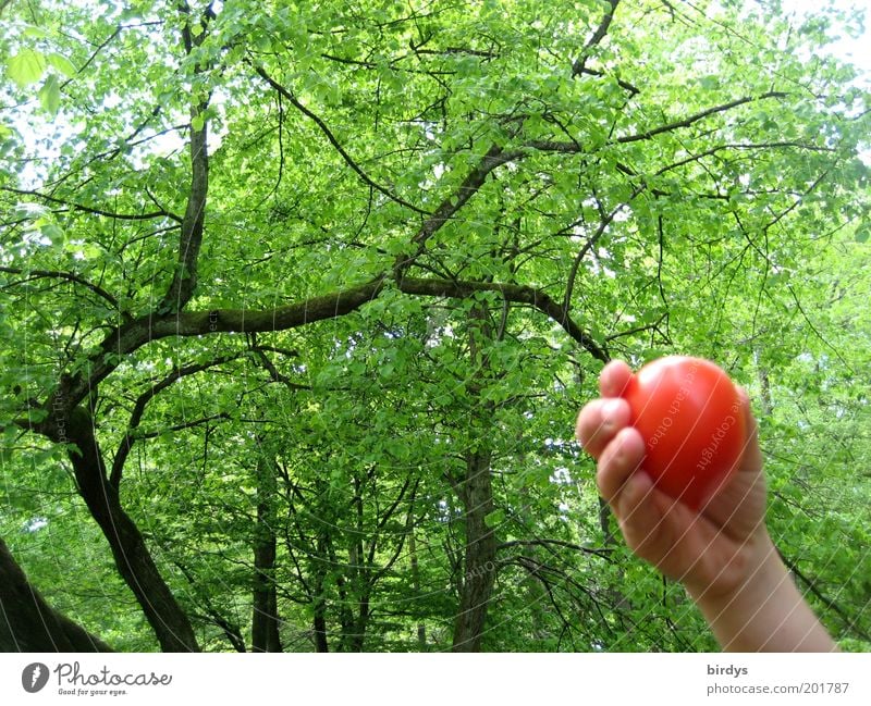 Waldtomate Frucht Hand 1 Mensch Natur Schönes Wetter saftig grün rot Farbe Idylle zeigen Kontrast Baum schön Tomate pflücken Ernte reif Kinderhand Sommer