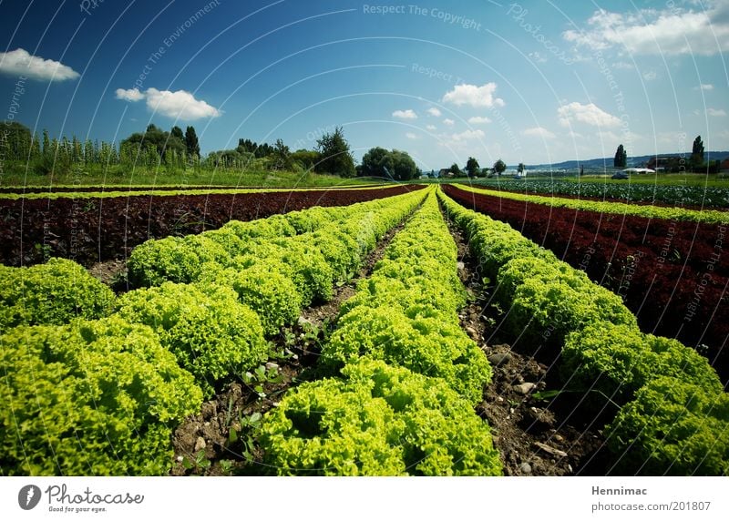 Salatkrönung und fertig. Lebensmittel Gemüse Ernährung Gesundheit Umwelt Natur Erde Schönes Wetter Pflanze Grünpflanze Garten Feld Wachstum frisch klein lecker