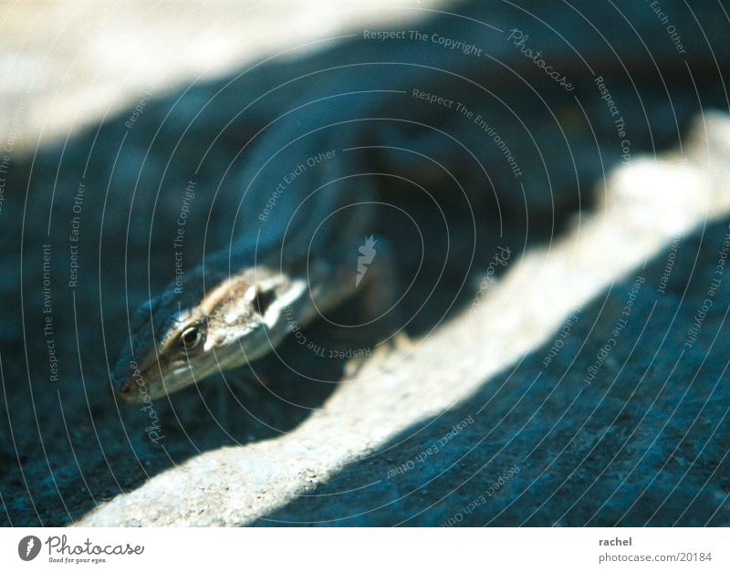 Echse Farbfoto Gedeckte Farben Nahaufnahme Detailaufnahme Licht Schatten Kontrast Unschärfe Schwache Tiefenschärfe Tierporträt Natur Erde Sand Sonnenlicht Wärme