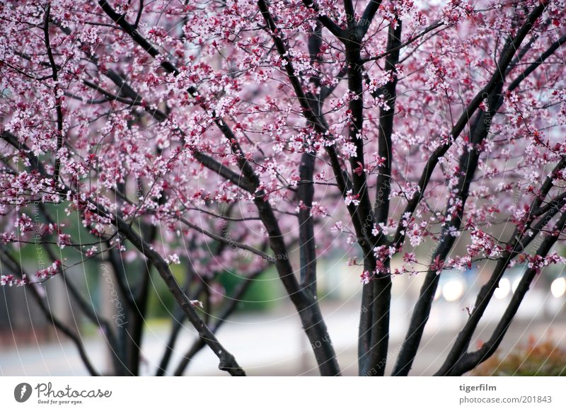 feuchte Baumblüten Blüte rosa nass Regen dunkel Scheinwerfer Straße Ast Frühling Muster Hintergrundbild Lampe Blume Blühend Jahreszeiten Natur lieblich