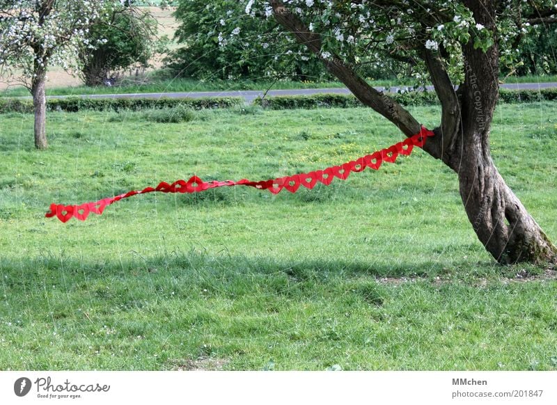 Love is in the Air Garten Veranstaltung Valentinstag Natur Frühling Schönes Wetter Baum Park Wiese Feld Feste & Feiern frei grün rot Gefühle Freude Glück