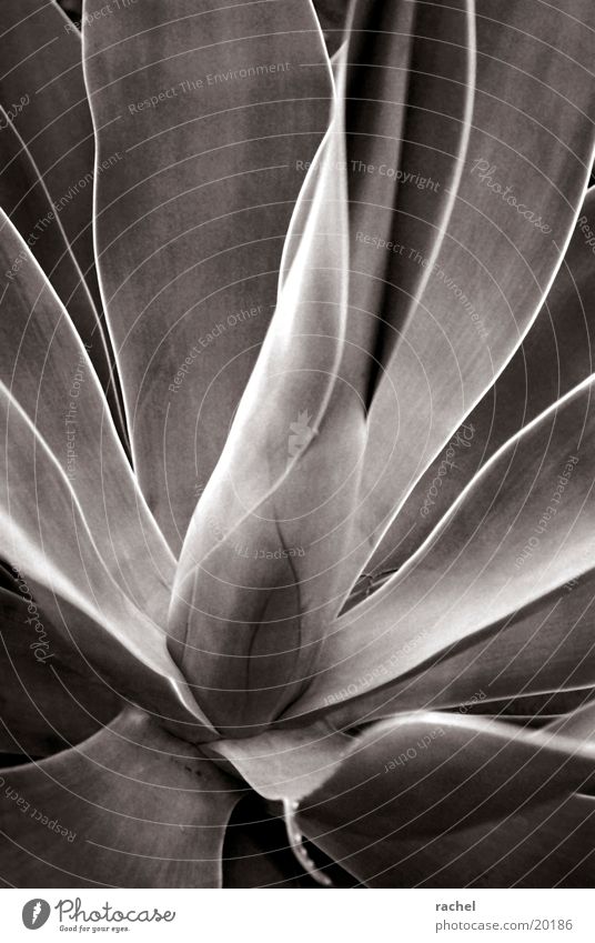 Agave Natur Pflanze Blatt Wüste trocken grau Stachel Schwarzweißfoto Nahaufnahme Makroaufnahme