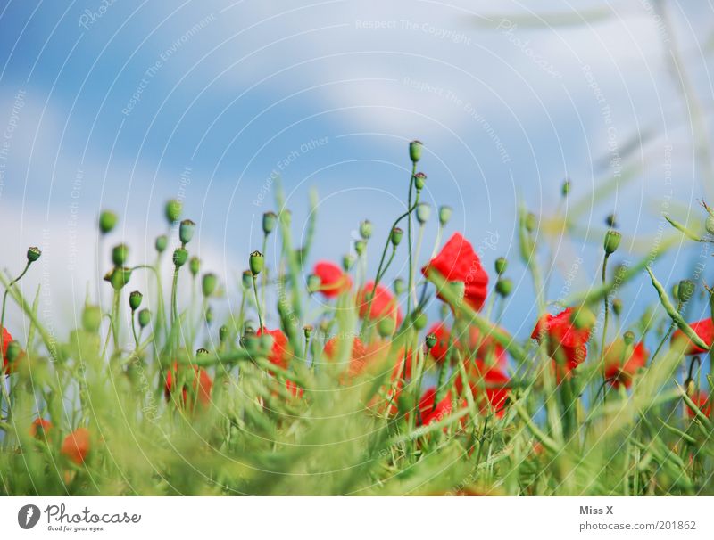 Poppy Natur Pflanze Sommer Schönes Wetter Blume Gras Blüte Nutzpflanze Garten Wiese Duft mehrfarbig Drogensucht Ackerbau Blumenwiese Mohn Mohnfeld Mohnblüte