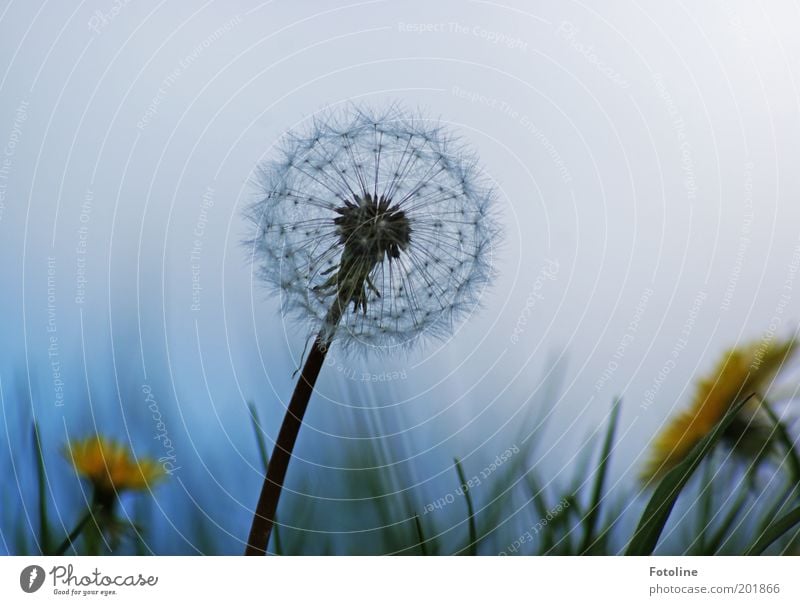 Löwenzahn trifft Pusteblume Umwelt Natur Pflanze Blume Wiese verblüht blau gelb grün weiß Löwenzahnfeld Farbfoto mehrfarbig Außenaufnahme Textfreiraum oben Tag