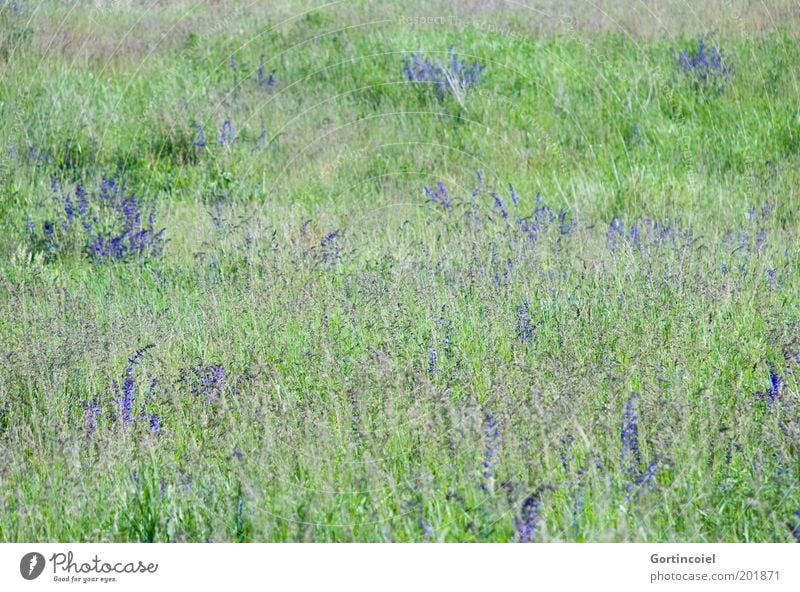 Sommerwiese Umwelt Natur Landschaft Pflanze Frühling Schönes Wetter Blume Gras Blüte Wiese grün violett Blumenwiese Naturschutzgebiet Biotop Gräserblüte