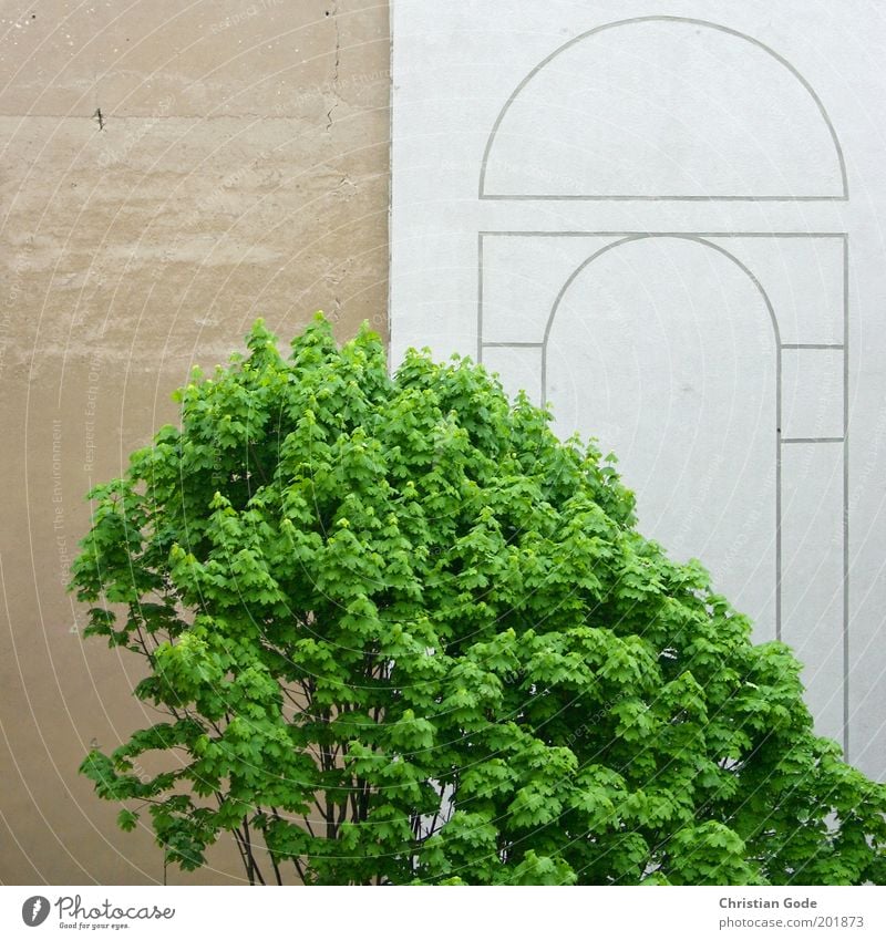 Berliner Mauer Stadt Menschenleer Park Platz Bauwerk Gebäude Architektur Wand Fassade grau grün Buche Baum Baumkrone Blatt Beton Betonwand Hinterhof Bogen braun