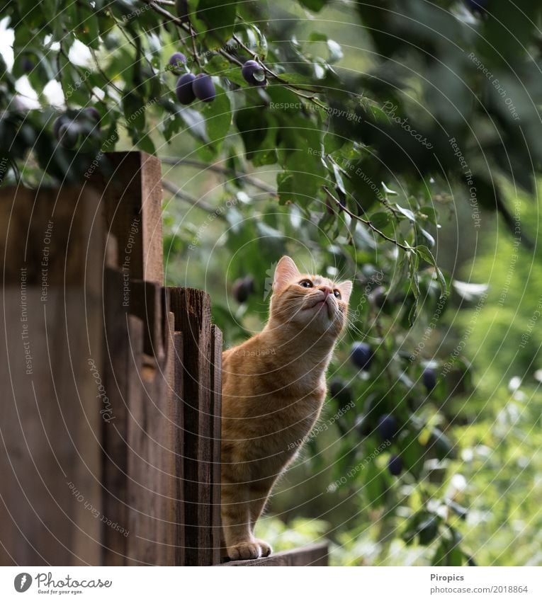 Gleich hab ich dich! Katze 1 Tier Jagd warten orange Vorfreude Konzentration Farbfoto Außenaufnahme Textfreiraum oben Textfreiraum unten Tag Blick nach oben