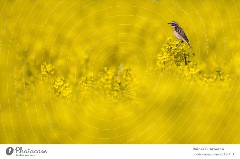 ein Braunkehlchen sitzt in einem blühenden Rapsfeld Umwelt Natur Pflanze Tier Nutzpflanze Feld "Singvogel Braunkehlchen" 1 Frühlingsgefühle Begeisterung