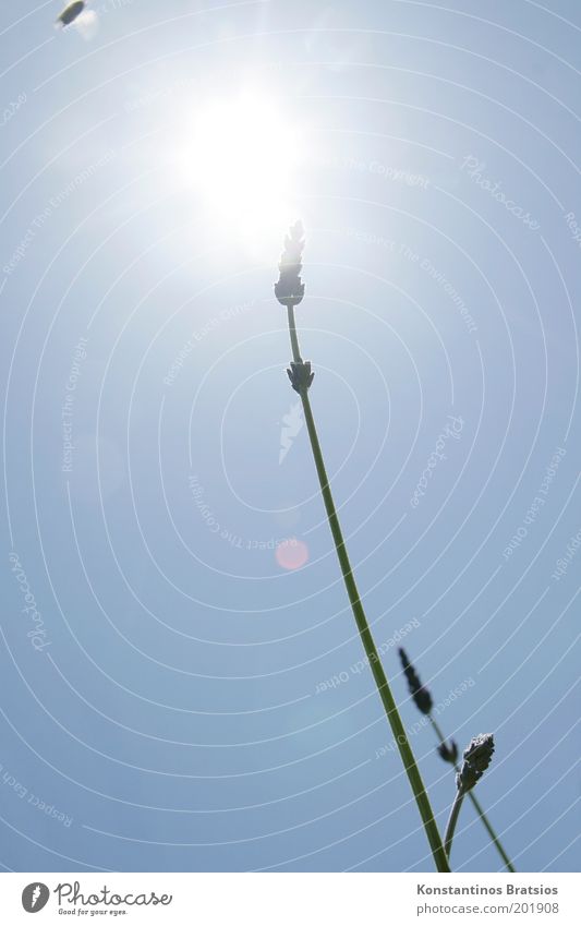 bittischööön Natur Wolkenloser Himmel Sonne Frühling Sommer Schönes Wetter Pflanze Wildpflanze Tier Biene 1 fliegen leuchten schön Wärme blau Wachstum Blüte