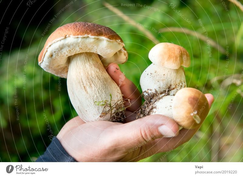 Essbarer frischer Pilzboletus edulis in einer Hand Lebensmittel Gemüse Essen Vegetarische Ernährung Diät Sommer Finger Natur Herbst Pflanze Wildpflanze Wald