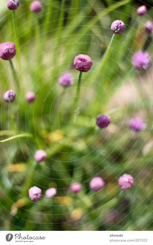 Schnittlauch Kräuter & Gewürze Ernährung Slowfood Umwelt Natur Pflanze Frühling Nutzpflanze Garten Feld Leben Farbfoto Außenaufnahme Tag Vogelperspektive Blüte