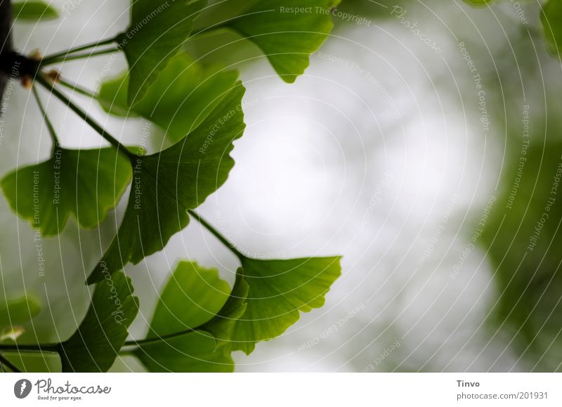 Ginkgo 2 Natur Frühling Pflanze Blatt grün Laubbaum Wachstum Nutzpflanze Unschärfe Farbfoto Außenaufnahme Menschenleer Textfreiraum rechts Gesundheit