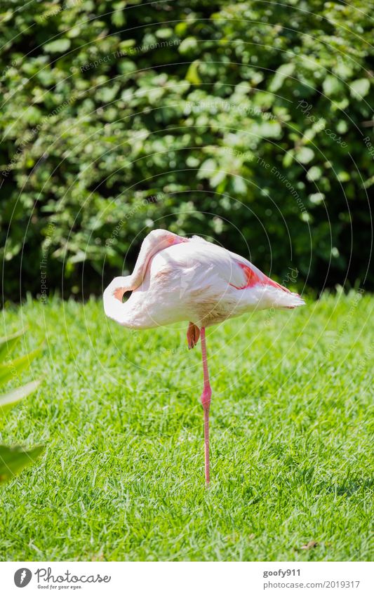 Auf einem Bein!!! Umwelt Natur Sonne Sonnenlicht Frühling Sommer Schönes Wetter Wärme Gras Sträucher Grünpflanze Park Wiese Küste Tier Wildtier Vogel