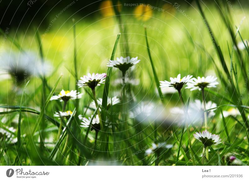 geblümt Natur Frühling Gras Gänseblümchen Garten natürlich Farbfoto Außenaufnahme Tag Froschperspektive Wiese Halm Menschenleer