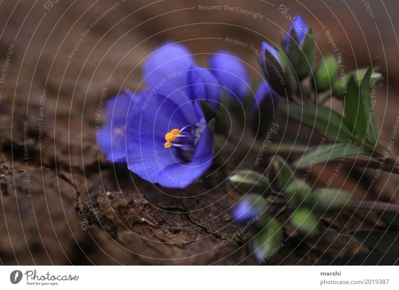 lila Umwelt Pflanze Blume Stimmung violett Garten Blüte Blütenknospen Frühling zart Farbfoto Außenaufnahme Nahaufnahme Detailaufnahme Makroaufnahme