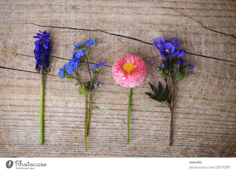 Freunde im Frühling Natur Pflanze Blume Blatt Blüte Grünpflanze Garten Wiese Stimmung Holz Frühlingsblume Muttertag Vergißmeinnicht Gänseblümchen Hyazinthe 4