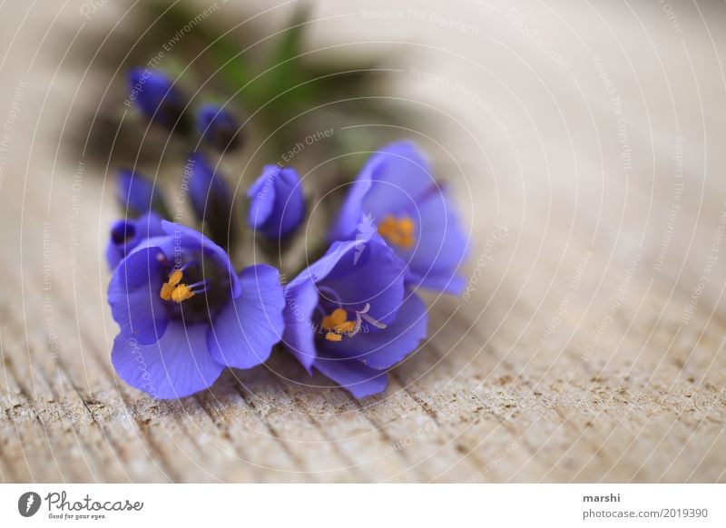 Blümchen Natur Pflanze Frühling Sommer Blume Stimmung Blühend violett Garten schön Muttertag Blumenwiese Gruß Farbfoto Außenaufnahme Nahaufnahme Detailaufnahme