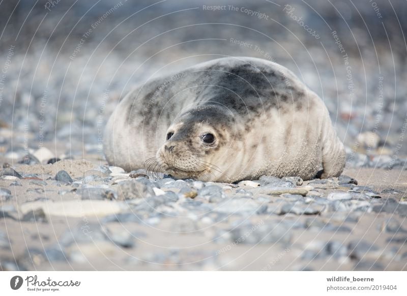 Kegelrobben Jungtier Tier Wildtier 1 Tierjunges Stein Sand Blick träumen schön kuschlig klein maritim natürlich niedlich wild Geborgenheit bequem Natur