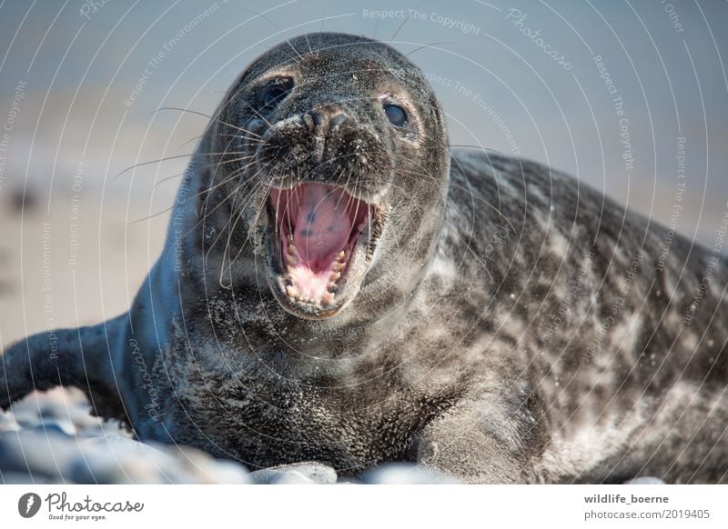 Kegelrobben Jungtier Tier Wildtier Tiergesicht Fell 1 Tierjunges Stein Sand Wasser schön klein maritim natürlich Neugier niedlich wild grau weiß Müdigkeit