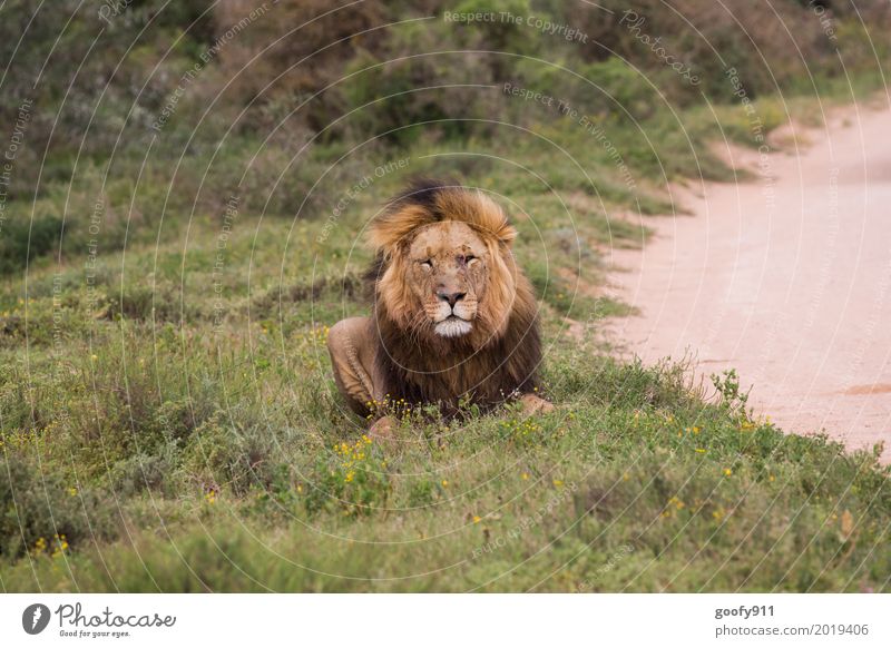 Total Entspannt II Umwelt Natur Landschaft Sommer Wärme Dürre Gras Sträucher Wüste Savanne Südafrika Afrika Menschenleer Tier Wildtier Katze Tiergesicht Fell