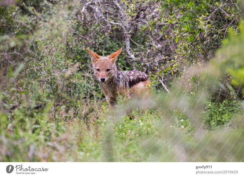 Der Schakal II Umwelt Natur Frühling Sommer Wärme Dürre Pflanze Baum Gras Sträucher Grünpflanze Savanne Südafrika Afrika Menschenleer Tier Wildtier Hund