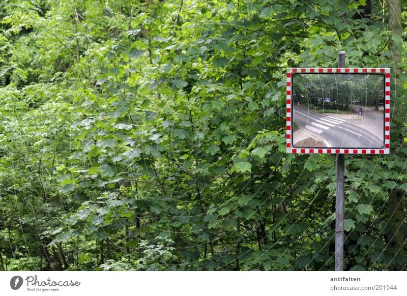 Wir im Wald im Wald Natur Frühling Sommer Pflanze Baum Sträucher Blatt Park Verkehr Straße Straßenkreuzung Wegkreuzung Verkehrszeichen Verkehrsschild