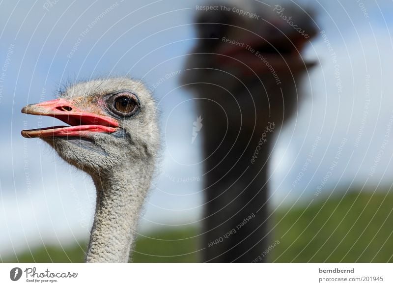 Hääää Sommer Himmel Sonnenlicht Schönes Wetter Tier Wildtier Vogel Tiergesicht 2 entdecken Blick Neugier blau grau grün rosa Freude Tierliebe Stolz Natur Afrika