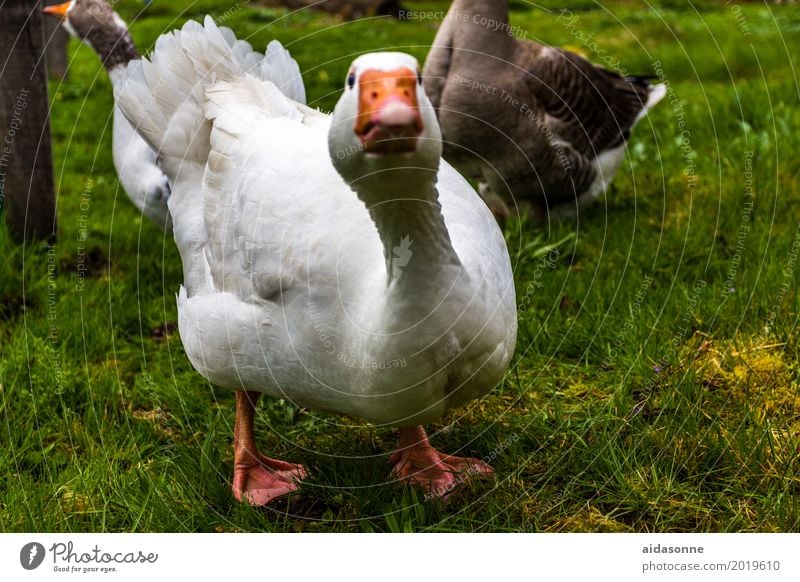 gans Tier Vogel 1 Blick Gans weiß Bauernhof Farbfoto Außenaufnahme Menschenleer Tag Profil Blick in die Kamera