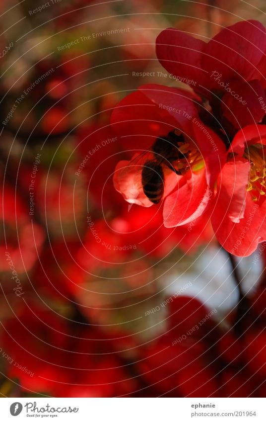 süßer Saft Umwelt Natur Frühling Pflanze Blume Blüte Nutztier Biene Arbeit & Erwerbstätigkeit Duft Farbfoto mehrfarbig Außenaufnahme Nahaufnahme Makroaufnahme