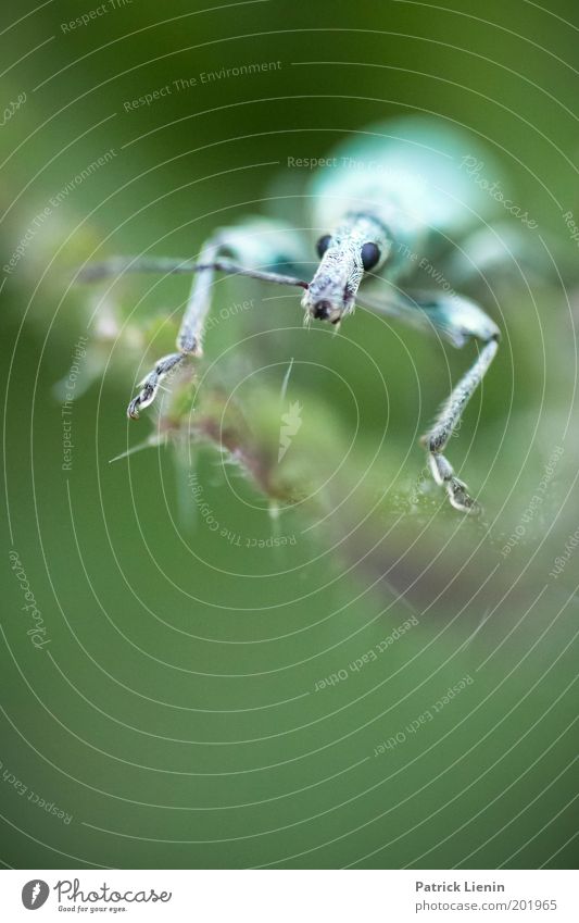 was guckst du den so? Tier Blick Rüsselkäfer Insekt Natur klein grün grünrüssler Farbfoto Außenaufnahme Makroaufnahme Menschenleer Textfreiraum unten Tag