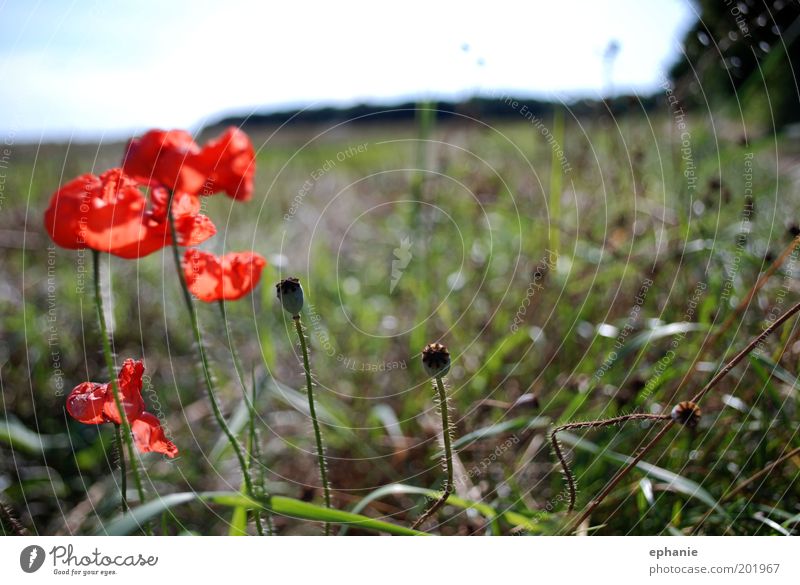 ein Sommer vergeht Umwelt Natur Pflanze Blume Wiese verblüht Wärme rot Farbfoto mehrfarbig Außenaufnahme Nahaufnahme Tag Zentralperspektive Feld Mohnblüte