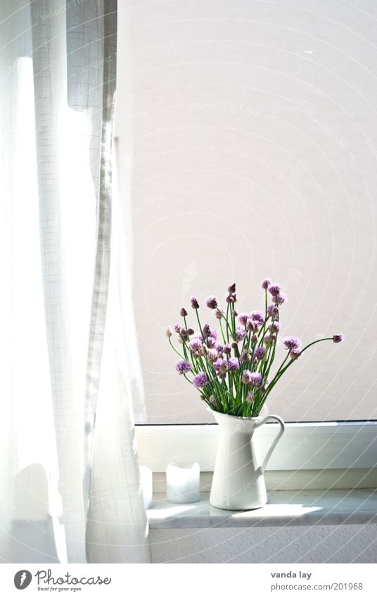 Neulich am Fenster Lifestyle Stil Wohnung Dekoration & Verzierung Frühling Sommer Pflanze schön Schnittlauch Kräuter & Gewürze Krug Vase Gardine Vorhang Kerze