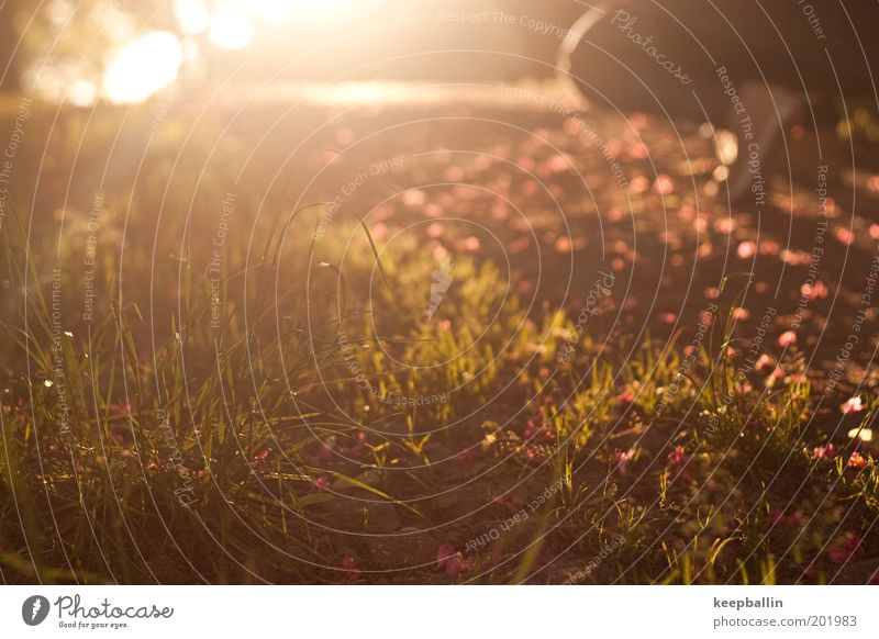 Fototour Fuß 1 Mensch Landschaft Sonne Sonnenaufgang Sonnenuntergang Sonnenlicht Frühling Schönes Wetter Wärme Pflanze Gras Wiese Hose Jeanshose Schuhe träumen